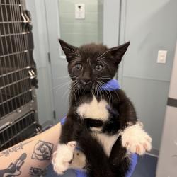 Shelter Stray Unknown Cat last seen , 980 Guilford College Rd, Greensboro, NC 27409, USA