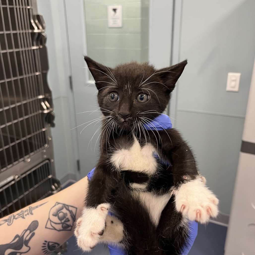 Shelter Stray Unknown Cat last seen , 980 Guilford College Rd, Greensboro, NC 27409, USA