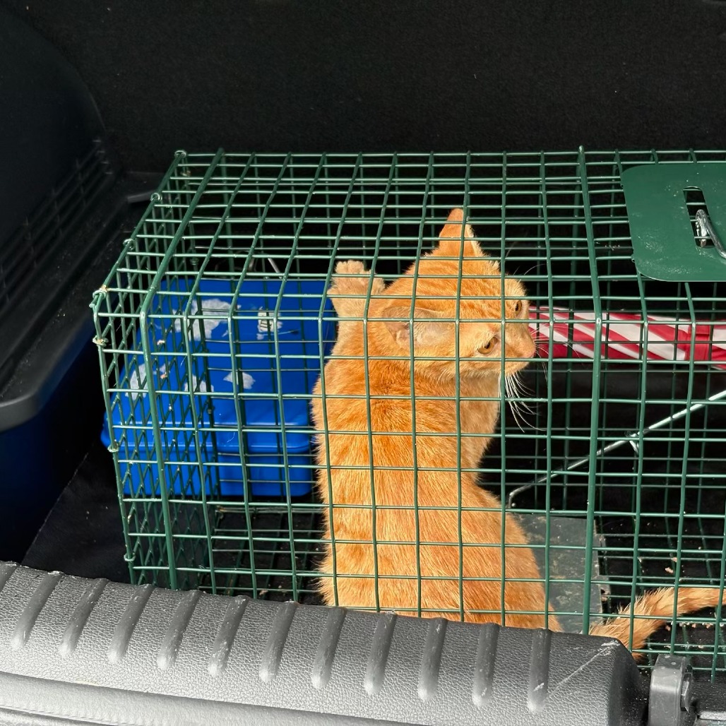 Shelter Stray Unknown Cat last seen , 980 Guilford College Rd, Greensboro, NC 27409, USA