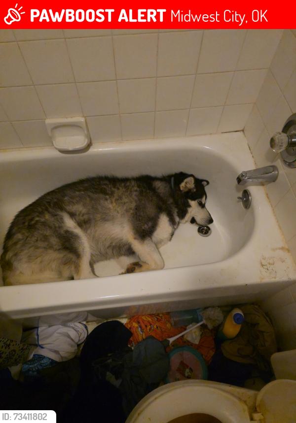 Lost Male Dog last seen Carl Albert high-school, Midwest City, OK 73130