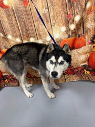 Reunited Unknown Dog last seen Located at Rockdale County Animal Service, 1506 Rockbridge Road, Conyers, GA 30012, Conyers, GA 30012