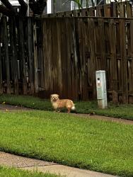 Found/Stray Unknown Dog last seen Parking lot at the end of Notre Dame Street, Bull Run, VA 20109