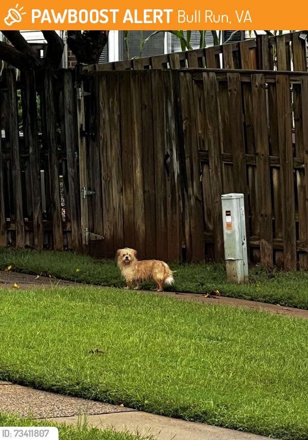 Found/Stray Unknown Dog last seen Parking lot at the end of Notre Dame Street, Bull Run, VA 20109