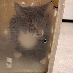 Shelter Stray Female Cat last seen , Animal Care & Control Team of Philly, 111 W Hunting Park Ave, Philadelphia, PA 19140, USA