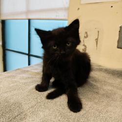 Shelter Stray Male Cat last seen , 361 S Raymond Ave, Pasadena, CA 91105, USA
