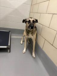 Reunited Unknown Dog last seen Located at Rockdale County Animal Service, 1506 Rockbridge Road, Conyers, GA 30012, Conyers, GA 30012