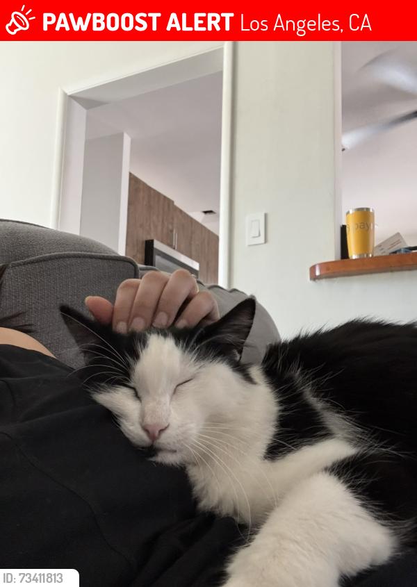 Lost Male Cat last seen Encino x Covello, Los Angeles, CA 91405