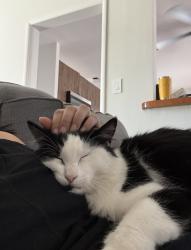 Lost Male Cat last seen Encino x Covello, Los Angeles, CA 91405