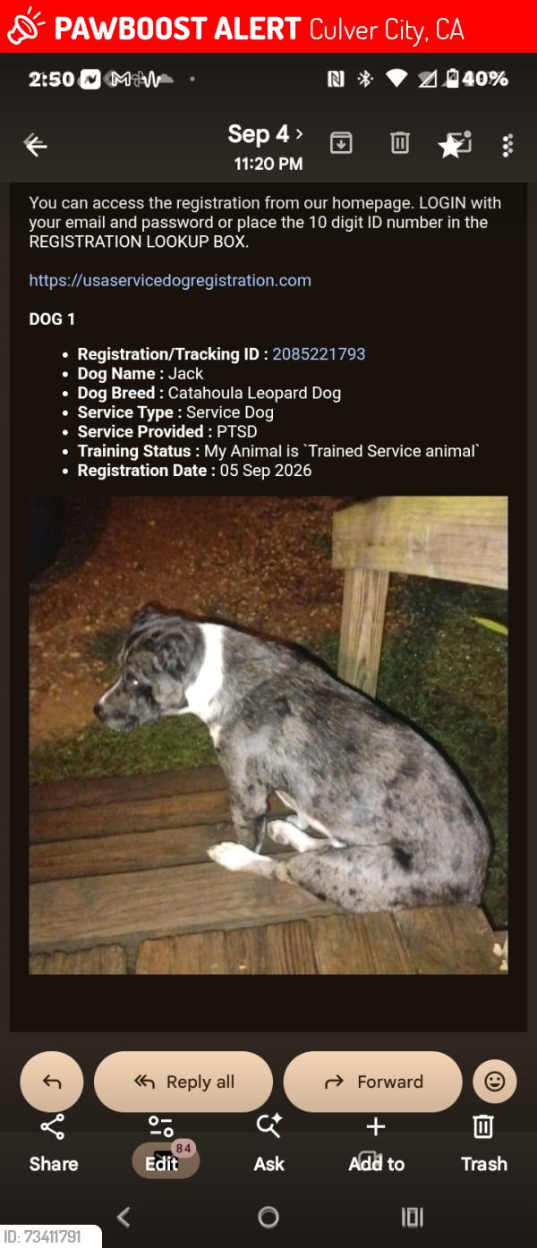 Lost Male Dog last seen Supplvida, Culver City, CA 90034
