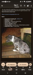 Lost Male Dog last seen Supplvida, Culver City, CA 90034