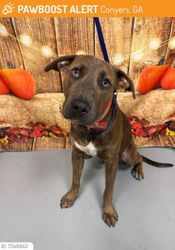 Found/Stray Unknown Dog last seen Located at Rockdale County Animal Service, 1506 Rockbridge Road, Conyers, GA 30012, Conyers, GA 30012