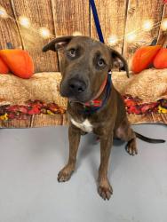 Found/Stray Unknown Dog last seen Located at Rockdale County Animal Service, 1506 Rockbridge Road, Conyers, GA 30012, Conyers, GA 30012
