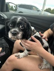 Reunited Female Dog last seen New Jersey Ave Simon & Shuster ( tracks), Riverside, NJ 08075