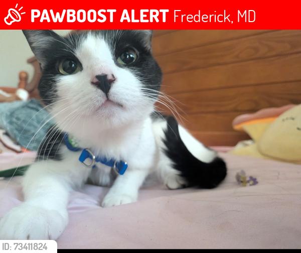 Lost Female Cat last seen South Market & Getzendanner Alley, Frederick, MD 21701
