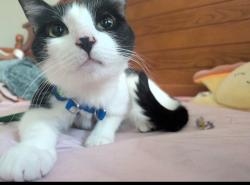 Lost Female Cat last seen South Market & Getzendanner Alley, Frederick, MD 21701