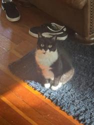 Lost Female Cat last seen by ohsu on marquam hill, Portland, OR 97239