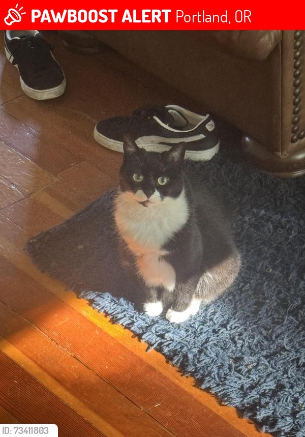 Lost Female Cat last seen by ohsu on marquam hill, Portland, OR 97239