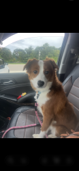 Found/Stray Male Dog last seen Across from bullfrogs restaurant, Ortonville, MI 48462