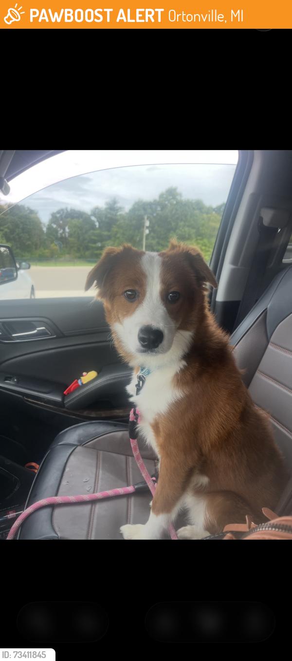 Found/Stray Male Dog last seen Across from bullfrogs restaurant, Ortonville, MI 48462