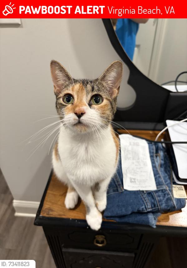 Lost Female Cat last seen Near Morningside ct, Virginia Beach, VA 23462