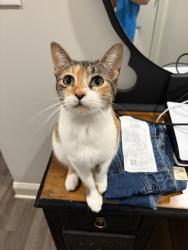Lost Female Cat last seen Near Morningside ct, Virginia Beach, VA 23462
