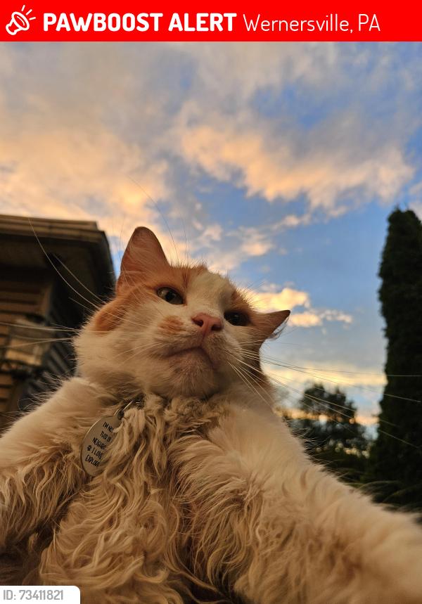 Lost Male Cat last seen Near East Penn Avenue, Wernersville, PA 19565