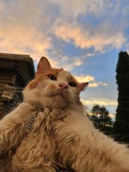 Lost Male Cat last seen Near East Penn Avenue, Wernersville, PA 19565