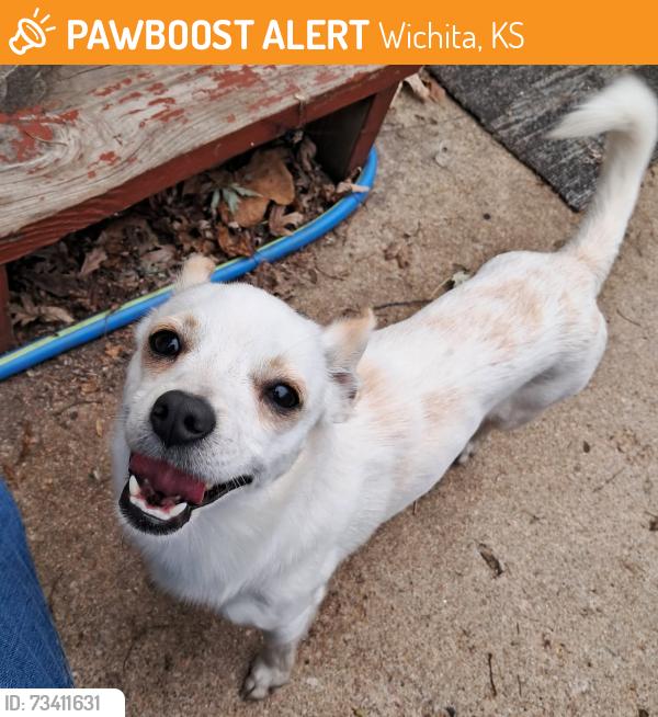 Found/Stray Male Dog last seen North of Pawnee between Seneca & Meridian, Wichita, KS 67217