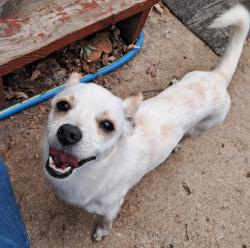 Found/Stray Male Dog last seen North of Pawnee between Seneca & Meridian, Wichita, KS 67217