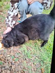 Reunited Male Cat last seen Circle K, Manchester, TN 37355