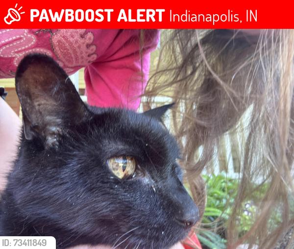 Lost Male Cat last seen Sandcherry drive and Honeywell, Indianapolis, IN 46236