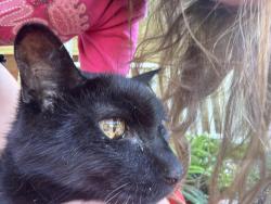 Lost Male Cat last seen Sandcherry drive and Honeywell, Indianapolis, IN 46236