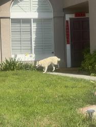 Found/Stray Unknown Dog last seen El cid and via zopapo, Yorba Linda, CA 92887