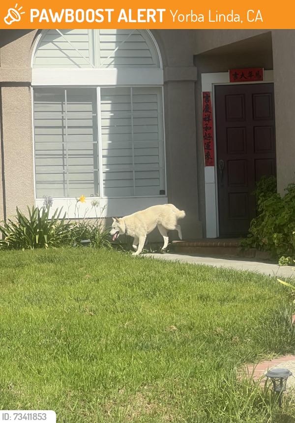 Found/Stray Unknown Dog last seen El cid and via zopapo, Yorba Linda, CA 92887