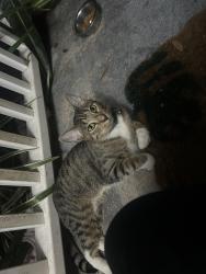 Found/Stray Female Cat last seen S Center / hand, Ormond Beach, FL 32174