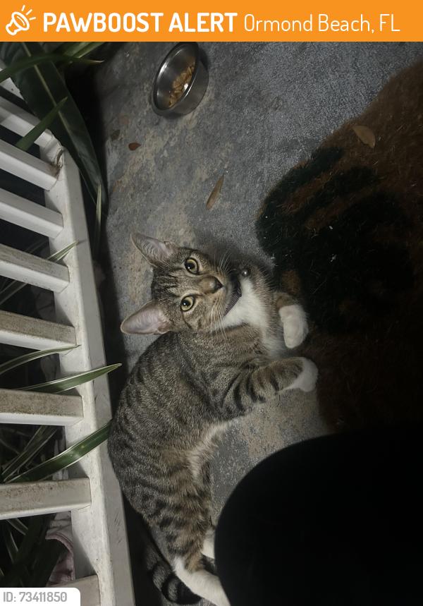 Found/Stray Female Cat last seen S Center / hand, Ormond Beach, FL 32174