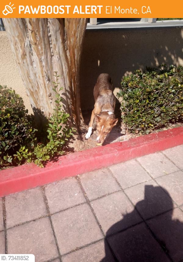 Found/Stray Female Dog last seen Tyler, El Monte, CA 91731