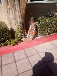 Found/Stray Female Dog last seen Tyler, El Monte, CA 91731