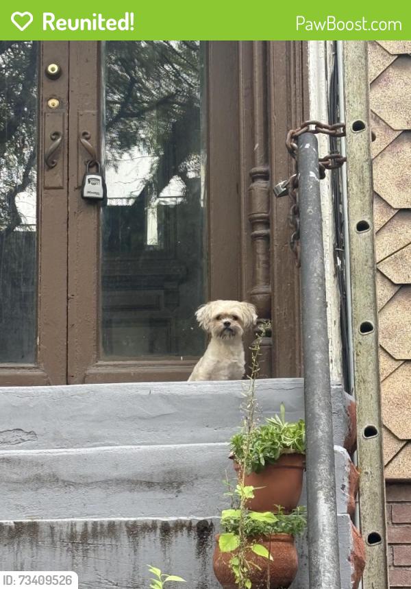 Reunited Male Dog last seen Weirfield and Central Ave, Brooklyn, NY 11221