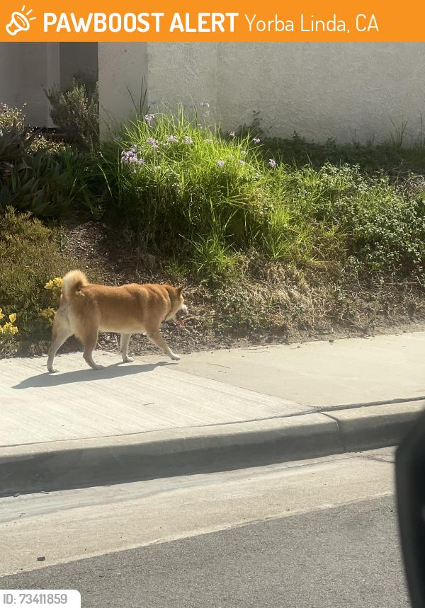 Found/Stray Unknown Dog last seen El cid via zapapo, Yorba Linda, CA 92807