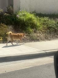 Found/Stray Unknown Dog last seen El cid via zapapo, Yorba Linda, CA 92807