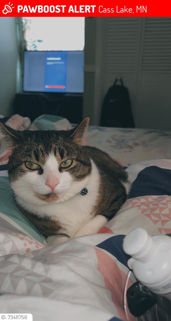 Lost Female Cat last seen Grant utley ave sw by the casslake middle school, Cass Lake, MN 56633