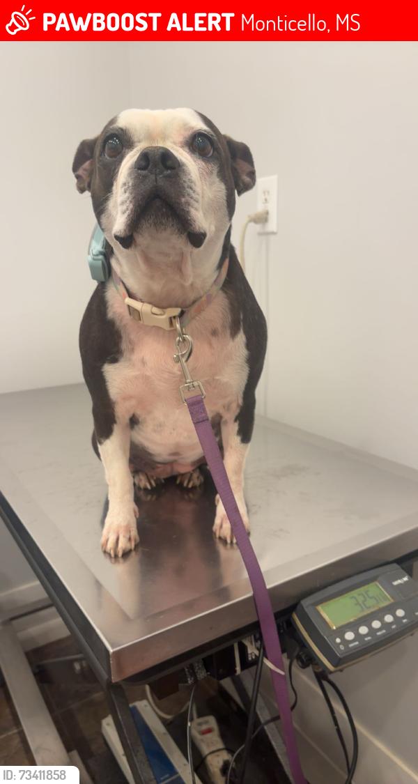 Lost Female Dog last seen Robinwood Rd, Monticello, MS 39654