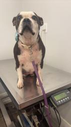 Lost Female Dog last seen Robinwood Rd, Monticello, MS 39654