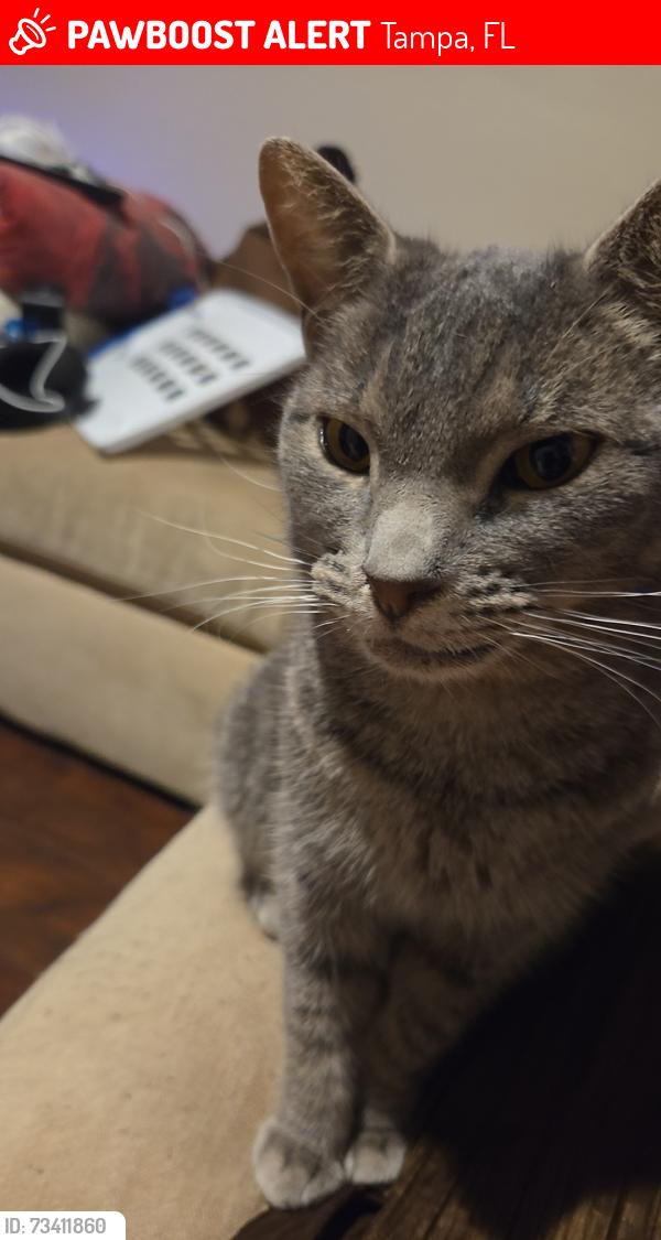Lost Female Cat last seen Near N Fleetwood Dr, Tampa, FL 33612