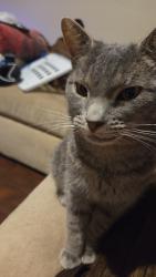 Lost Female Cat last seen Near N Fleetwood Dr, Tampa, FL 33612