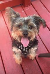 Lost Male Dog last seen 73rd Street and Claremont, Chicago, IL 60619