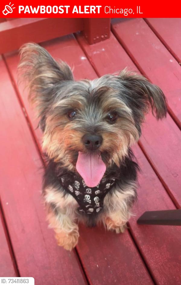 Lost Male Dog last seen 73rd Street and Claremont, Chicago, IL 60619