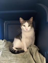 Found/Stray Female Cat last seen Near building, Hendersonville, NC 28792