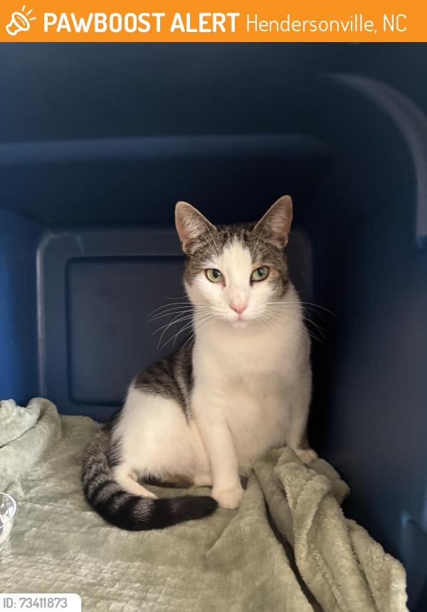 Found/Stray Female Cat last seen Near building, Hendersonville, NC 28792